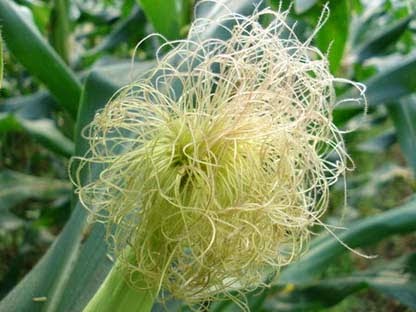 THUỐC ĐÔNG Y CHỮA BỆNH VIÊM XOANG