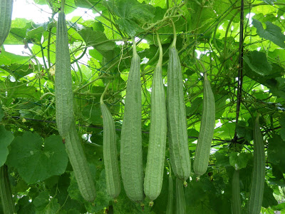 BÀI THUỐC CHỮA VIÊM XOANG TỪ CÂY MƯỚP KHÍA