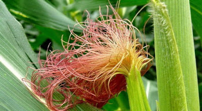 CHỮA VIÊM XOANG BẰNG PHƯƠNG PHÁP HÍT THỔI THUỐC