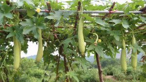 bai-thuoc-chua-viem-hong-tu-muop-huong-1