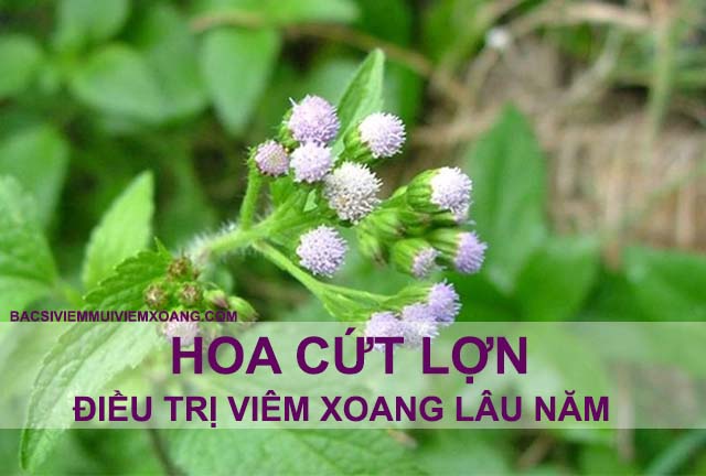 Hoa cứt lợn chữa bệnh viêm xoang mũi lâu năm