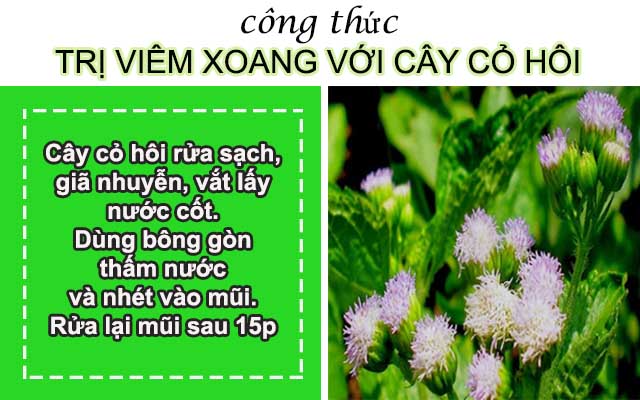 bài thuốc dân gian chữa viêm xoang mãn tính Bài thuốc dân gian trị viêm xoang bằng cây cỏ hôi