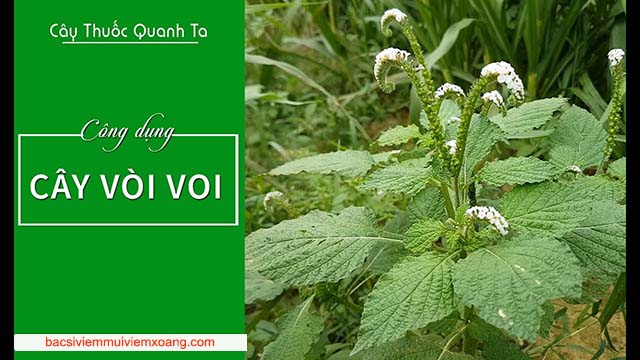 Cây vòi voi trị viêm xoang Cây vòi voi trị viêm xoang