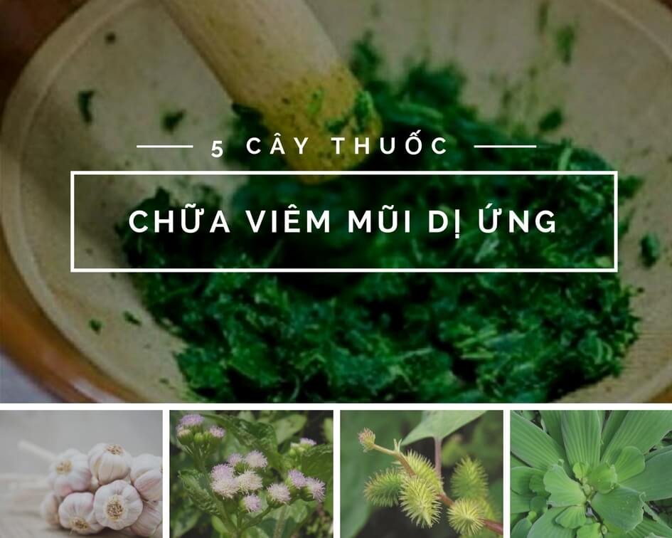 Cây thuốc tự nhiên trị viêm mũi dị ứng