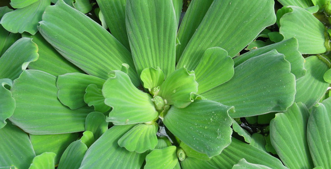 Bèo cái tươi