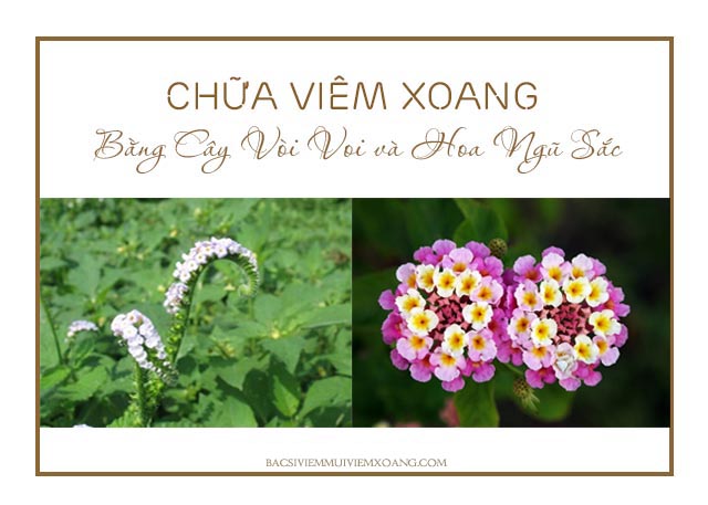 Chữa viêm xoang bằng cây vòi voi và hoa ngũ sắc