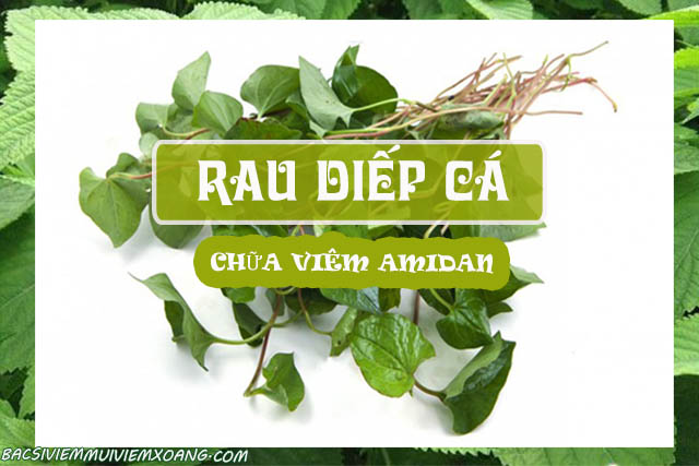 Chữa viêm amidan bằng rau diếp cá