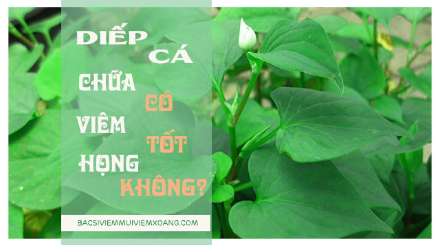 Diếp cá chữa viêm họng có tốt không?