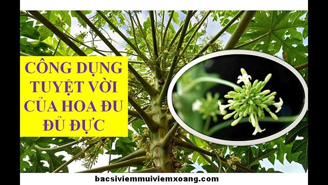 Hoa đu đủ đực có tác dụng gì? - hoa đu đủ đực chữa ho cho trẻ sơ sinh - hoa đu đủ đực trị ho cho bé