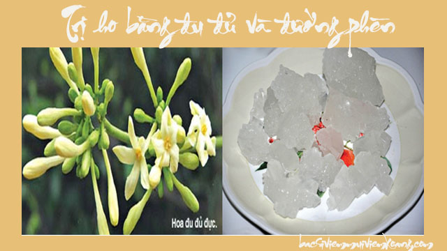 Hoa đu đủ đực hấp đường phèn trị ho hiệu quả Hoa đu đủ đực hấp đường phèn trị ho hiệu quả