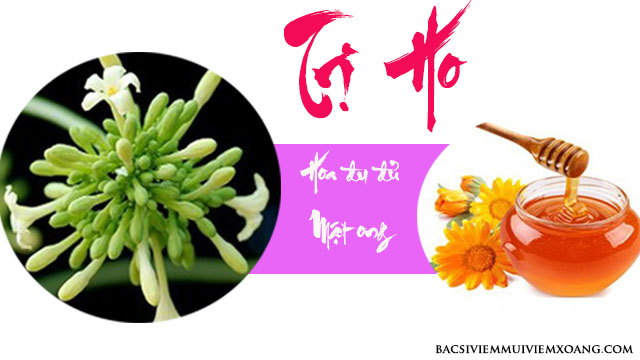 Hoa đu đủ đực ngâm mật ong trị ho cho bà bầu và trẻ sơ sinh Hoa đu đủ đực ngâm mật ong - hoa đu đủ đực xào - hoa đu đủ đực hấp mật ong