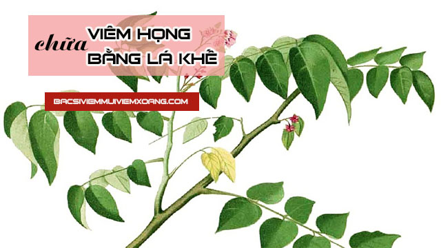 Lá khế chữa viêm họng