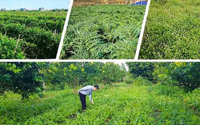 Vườn thảo dược đạt chuẩn GACP - WHO