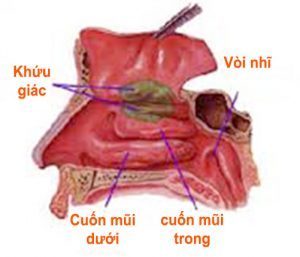 cuon-mui-bi-phi-dai-va-bien-chung-nguy-hiem