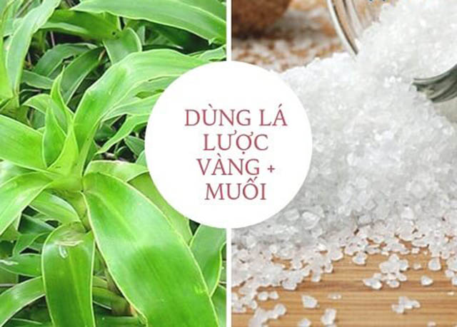 Chữa viêm họng bằng lá cây lược vàng và muối