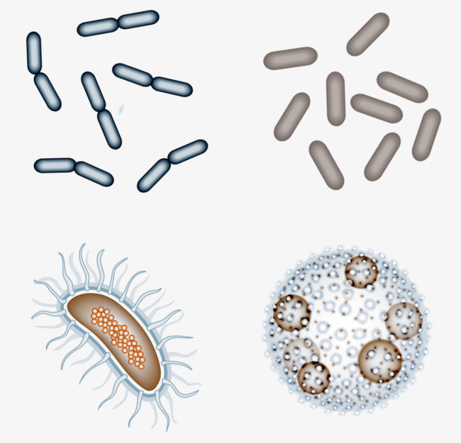 Nhiễm các loại vi khuẩn, virus, nấm từ môi trường bên ngoài có thể gây viêm xoang cấp