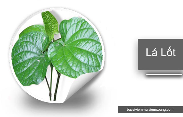 Lá lốt chữa viêm xoang Lá lốt chữa viêm xoang