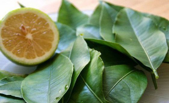 lá chanh trị viêm xoang lá chanh chữa viêm xoang