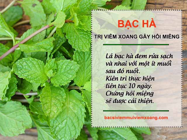 Bạc hà trị viêm xoang gây hôi miệng Bạc hà trị viêm xoang gây hôi miệng