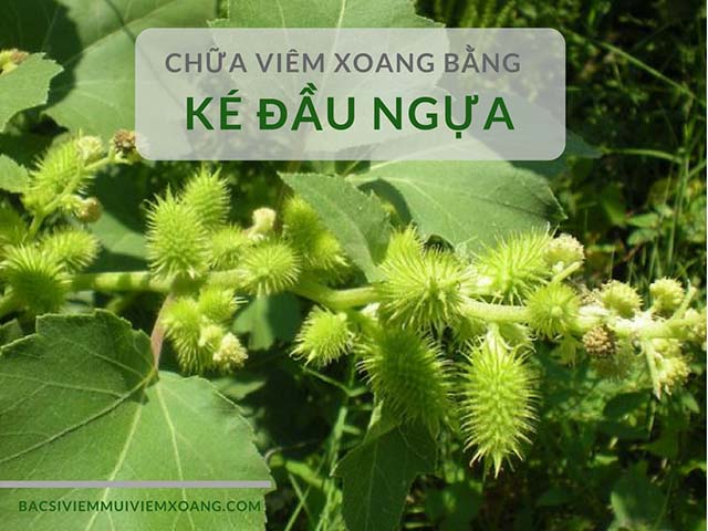 Ke đầu ngựa chữa viêm xoang hiệu quả Ke đầu ngựa chữa viêm xoang hiệu quả
