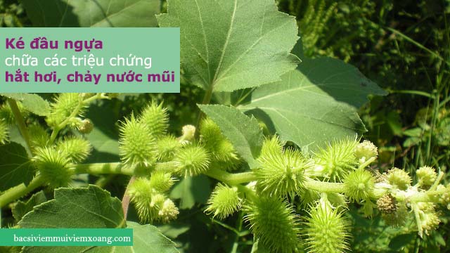 Ké đầu ngựa chữa các triệu chứng viêm xoang như hắt hơi, chảy nước mũi Ké đầu ngựa chữa các triệu chứng viêm xoang - ké đầu ngựa trị mụn