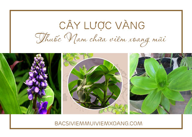 Cây lược vàng - thuốc Nam chữa viêm xoang mũi - các loại thuốc nam trị viêm xoang - viêm xoang điều trị thuốc nam