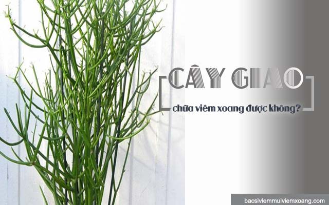 Cây giao có chữa được viêm xoang không? - cây kim giao chữa viêm xoang - trị viêm xoang mũi bằng cây giao - cách điều trị bệnh viêm xoang bằng cây giao