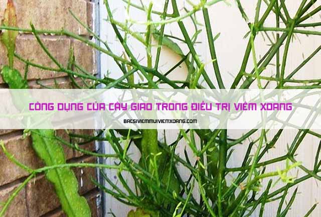 Công dụng của cây giao trong việc điều trị viêm xoang và bán cây giao trị viêm xoang ở đâu? - bài thuốc trị viêm xoang từ cây giao - cách xông mũi trị viêm xoang bằng cây giao - cây xương cá trị bệnh viêm xoang