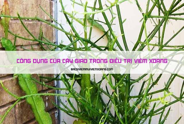 Công dụng của cây giao trong việc điều trị viêm xoang và bán cây giao trị viêm xoang ở đâu? - bài thuốc trị viêm xoang từ cây giao - cách xông mũi trị viêm xoang bằng cây giao - cây xương cá trị bệnh viêm xoang