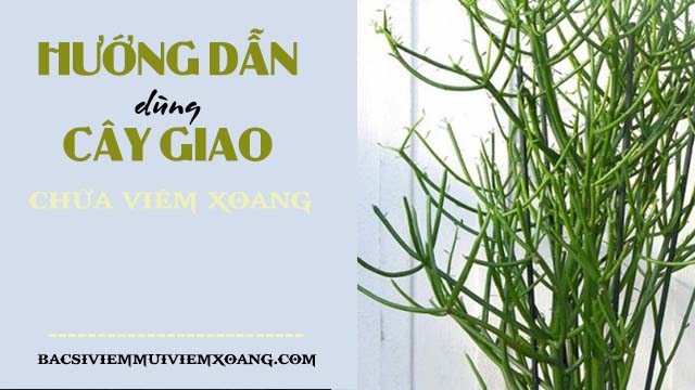 Hướng dẫn cách chữa bệnh viêm xoang mũi bằng cây giao - chữa bệnh viêm xoang bằng cây giao nhanh khỏi - cách chữa viêm xoang cực đỉnh bằng cây giao - bài thuốc chữa bệnh viêm xoang bằng cây giao