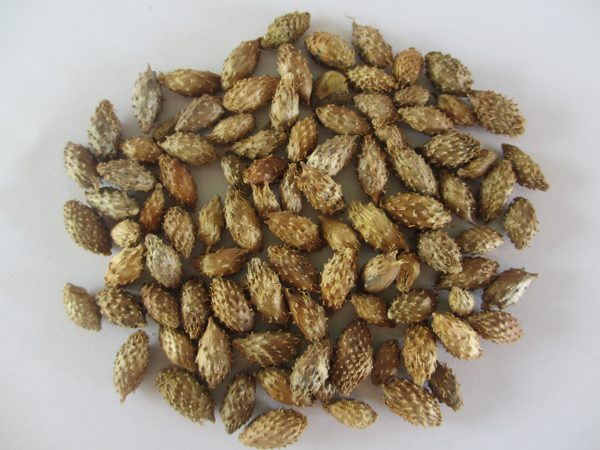 Ké đầu ngựa khô