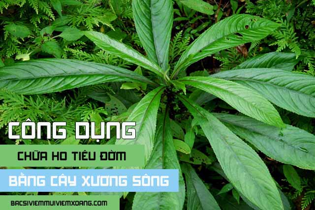 Công dụng của lá xương sông chữa ho tiêu đờm - lá xương sông chữa ho cho trẻ sơ sinh Công dụng của lá xương sông chữa ho tiêu đờm - lá xương sông trị ho cho bé