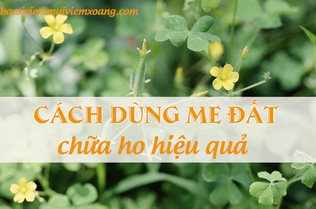 Chữa ho bằng cây me đất 