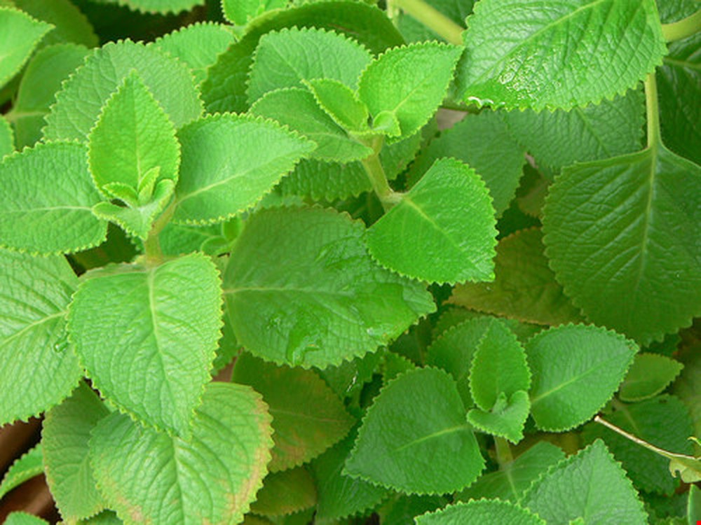 cây húng chanh trị viêm họng