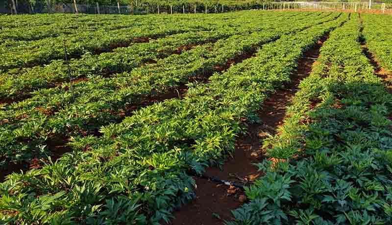Vườn dược liệu sạch đạt tiêu chuẩn GACP-WHO Vườn dược liệu sạch đạt tiêu chuẩn GACP-WHO