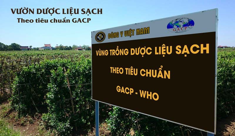 Vườn thảo dược đạt tiêu chuẩn GACP - WHO Vườn thảo dược đạt tiêu chuẩn GACP - WHO